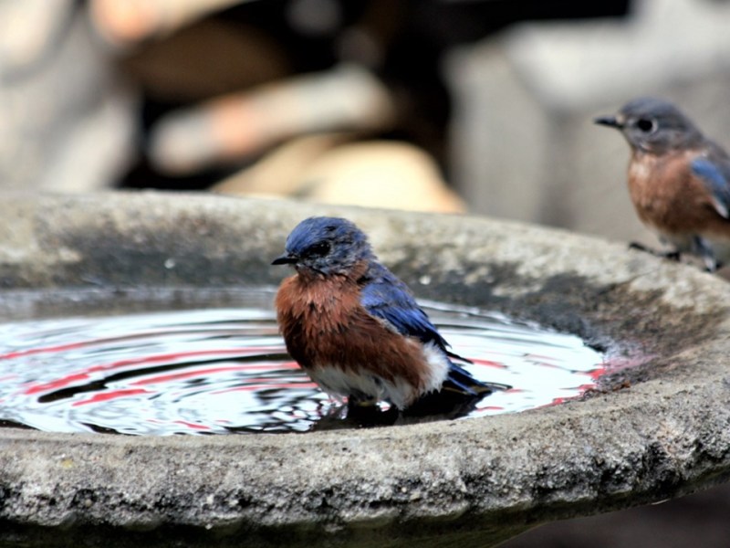 Lessons From A&nbsp;Birdbath
