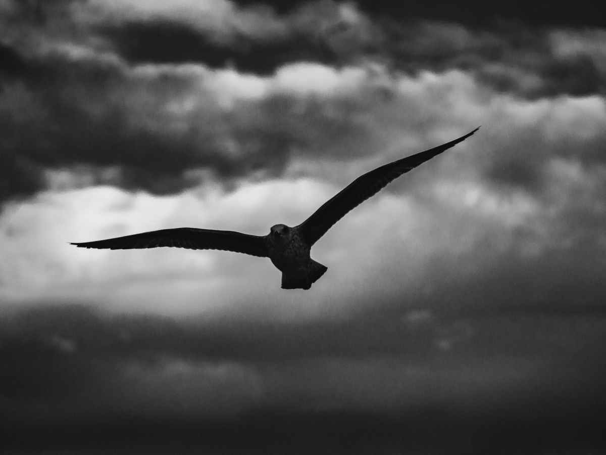 Flying On Wings as&nbsp;Seagulls