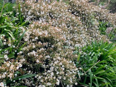 Weeds and Wild&nbsp;Roses