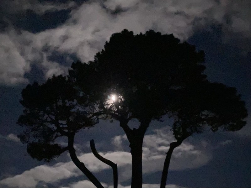 Known, Seen and Loved;                                                            Reflecting on Psalm&nbsp;139